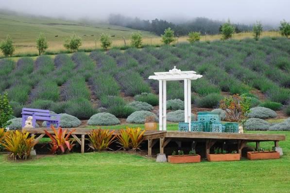 Photographer capturing stunning lavender fields at Alii Kula Lavender Maui - Salt Drifter Photography.
