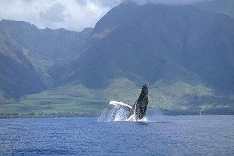 Photographer capturing stunning imagery of marine life and majestic humpback whales in Maui, HI.