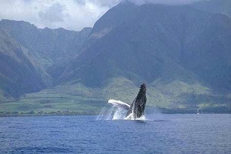 Photographer capturing stunning imagery of marine life and majestic humpback whales in Maui, HI.