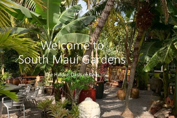 Photographer capturing beautiful moments at South Maui Gardens in Kihei, Hawaii - Salt Drifter Photography.